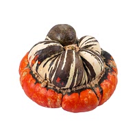 Turban squash