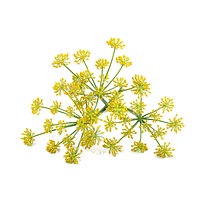 Wild fennel