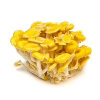 Yellow oyster mushroom