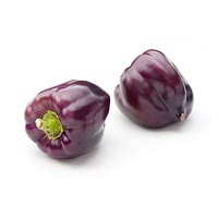 Purple bell pepper