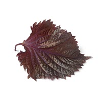 Purple shiso