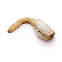 Geoduck clam