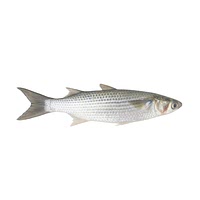 Grey mullet