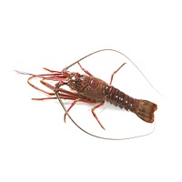 Japanese spiny lobster