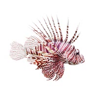 Lionfish