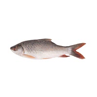 Rohu fish