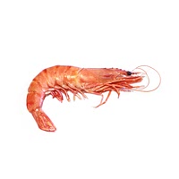 Royal red shrimp