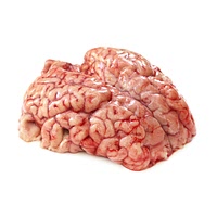 Pigs brain