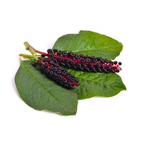 Indian pokeweed