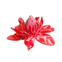 Torch ginger