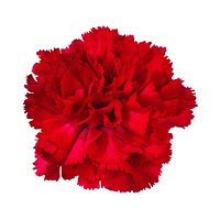 Red carnation