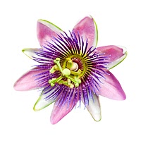 Passion flower