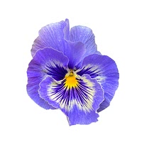 Pansy flower