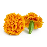 Marigold flower