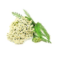 Yarrow