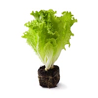 Growing lettuce