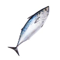 Bonito