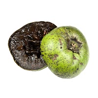 Black sapote