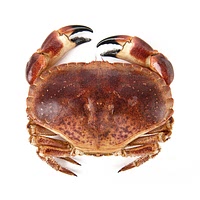 Brown crab