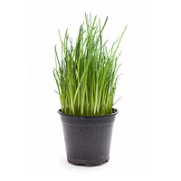 Growing chives