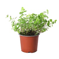 Growing oregano