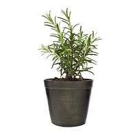 Growing rosemary