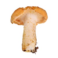 Hedgehog mushroom