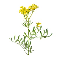 Common rue