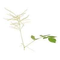 Aruncus dioicus