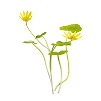 Lesser celandine