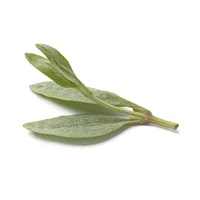 Saltbush leaf