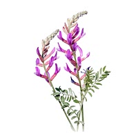 Milk vetch