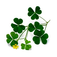 Wood sorrel