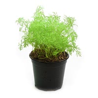 Growing dill