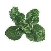 Horehound