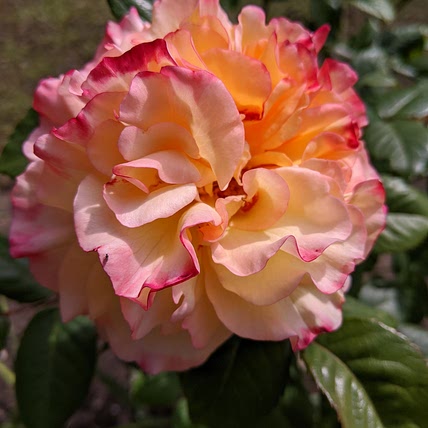 Shepwistles