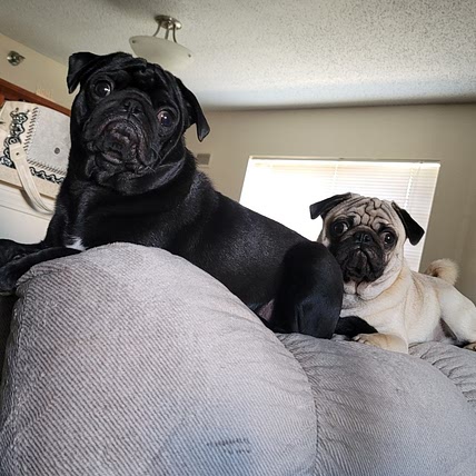 Pugalicious Recipes