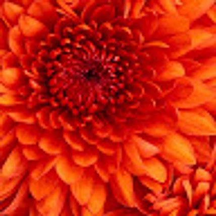 Annastacia C