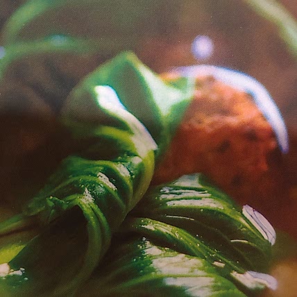 Hashimotos recipes
