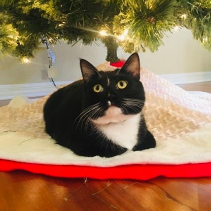 Felix The Cat 😸