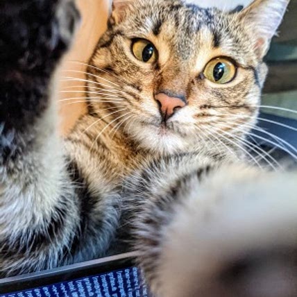 Nala Le Chef
