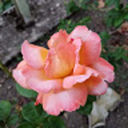 P Gajjar