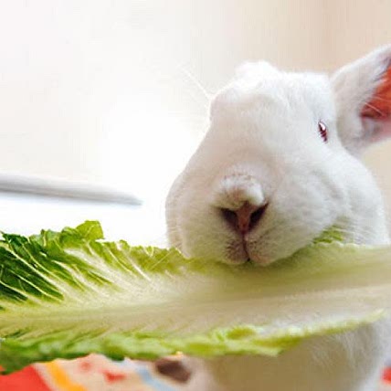 Be happy, be vegan 
