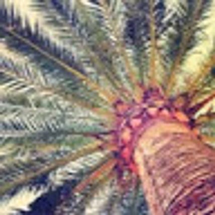 datepalm kids