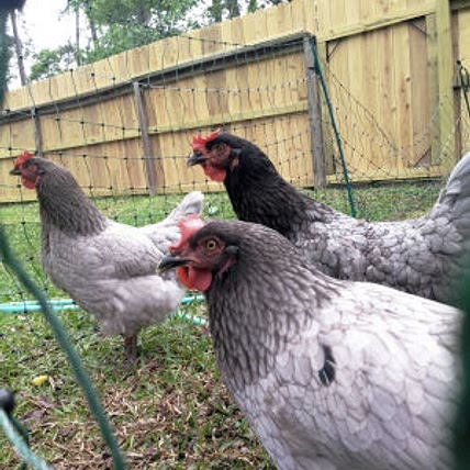 chickencat06