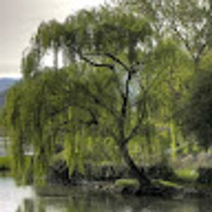 Willow S.