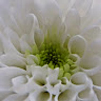 Roz  Smailes