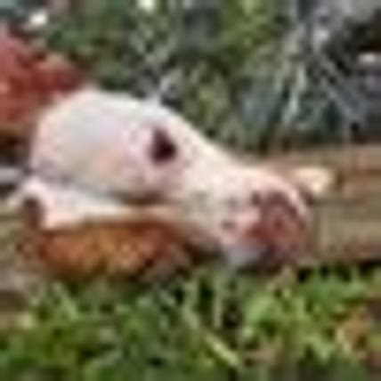 Cassondra Imschweiler