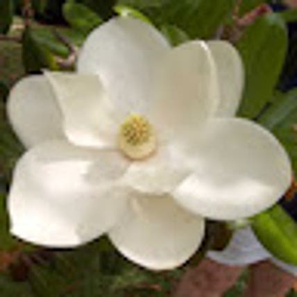 Magnolia