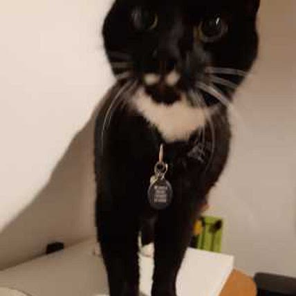 KittyCat Katze